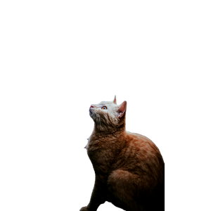 A Curious Cat Looking Up In A Lush Outdoor Setting In Indonesia, Captured In A Vertical Composition. 14377 - Cat PNG image with transparent background